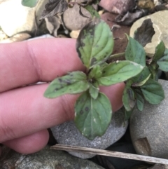 Mentha x piperita at Burra, NSW - 14 Jun 2021