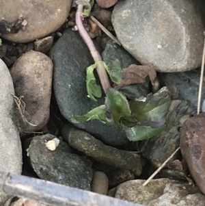 Mentha x piperita at Burra, NSW - 14 Jun 2021