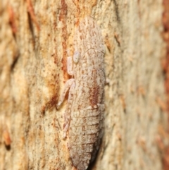 Ledromorpha planirostris at Downer, ACT - 7 May 2021 12:40 PM