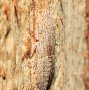 Ledromorpha planirostris at Downer, ACT - 7 May 2021 12:40 PM