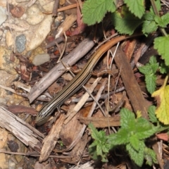 Ctenotus taeniolatus (Copper-tailed Skink) at Acton, ACT - 7 May 2021 by TimL