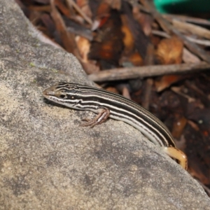 Ctenotus taeniolatus at Acton, ACT - 7 May 2021