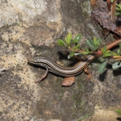 Ctenotus taeniolatus at Acton, ACT - 7 May 2021 11:12 AM