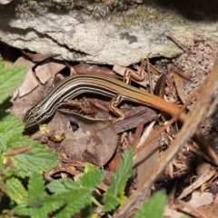 Ctenotus taeniolatus at Acton, ACT - 7 May 2021