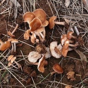 Rhodocollybia incarnata at Watson, ACT - 28 Mar 2021