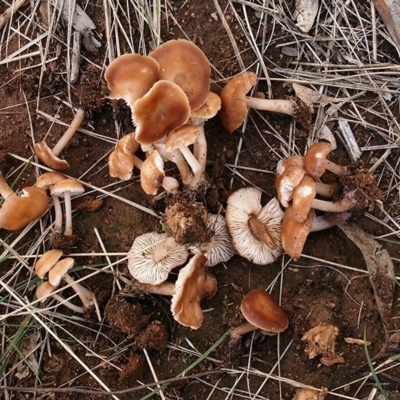 Rhodocollybia incarnata (Rhodocollybia incarnata) at Watson, ACT - 28 Mar 2021 by Heino1