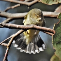 Smicrornis brevirostris (Weebill) at Tidbinbilla Nature Reserve - 22 Jun 2021 by JohnBundock