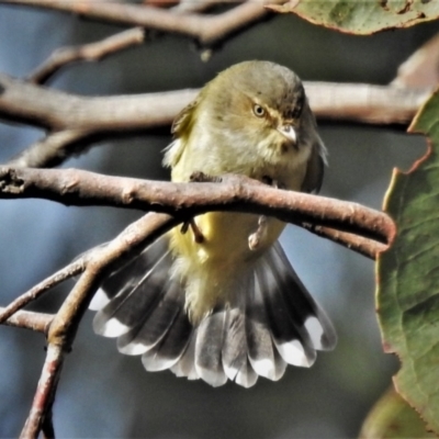 Smicrornis brevirostris (Weebill) at Tidbinbilla Nature Reserve - 22 Jun 2021 by JohnBundock