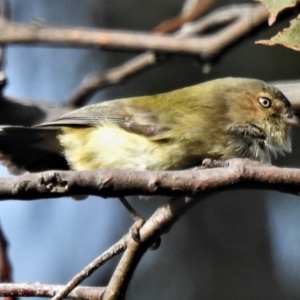 Smicrornis brevirostris at Paddys River, ACT - 22 Jun 2021