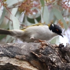 Melithreptus lunatus (White-naped Honeyeater) at Majura, ACT - 22 Jun 2021 by jb2602