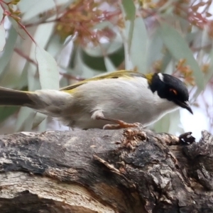 Melithreptus lunatus at Majura, ACT - 22 Jun 2021