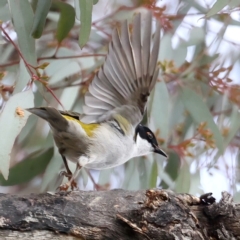 Melithreptus lunatus at Majura, ACT - 22 Jun 2021