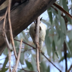 Melithreptus lunatus at Majura, ACT - 22 Jun 2021