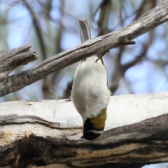 Melithreptus lunatus at Majura, ACT - 22 Jun 2021