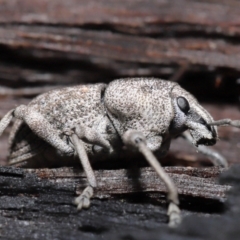 Polyphrades paganus (A weevil) at ANBG - 5 May 2021 by TimL