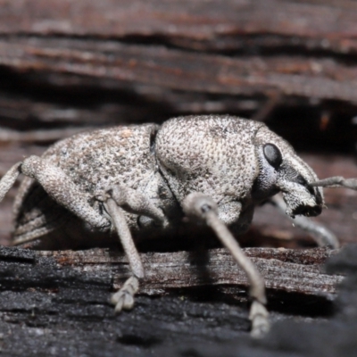 Polyphrades paganus (A weevil) at Downer, ACT - 5 May 2021 by TimL