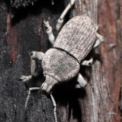 Polyphrades paganus at Downer, ACT - 5 May 2021