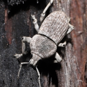 Polyphrades paganus at Downer, ACT - 5 May 2021