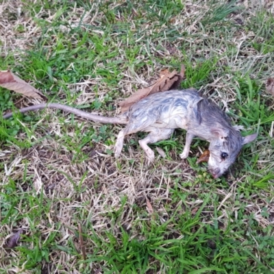 Rattus rattus (Black Rat) at Kambah, ACT - 22 Jun 2021 by MatthewFrawley