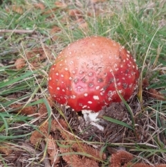 Amanita muscaria (Fly Agaric) at Braddon, ACT - 22 Jun 2021 by wombey