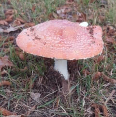 Amanita muscaria at Braddon, ACT - 22 Jun 2021 02:07 PM