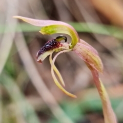 Chiloglottis reflexa (Short-clubbed Wasp Orchid) at Acton, ACT - 22 Jun 2021 by RobG1