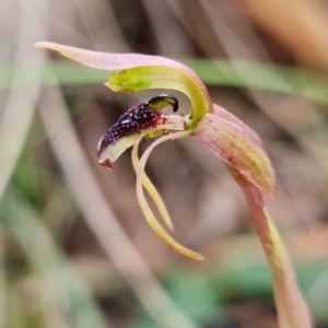 Chiloglottis reflexa at suppressed - suppressed