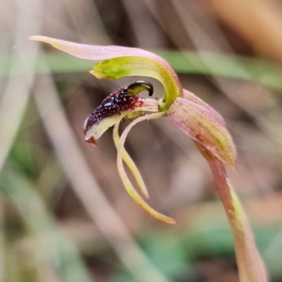 Chiloglottis reflexa (Short-clubbed Wasp Orchid) at Acton, ACT - 22 Jun 2021 by RobG1