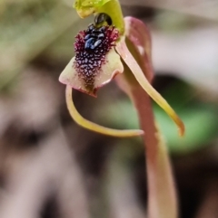 Chiloglottis reflexa at suppressed - suppressed