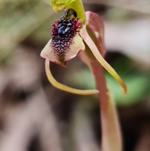 Chiloglottis reflexa at Acton, ACT - 22 Jun 2021