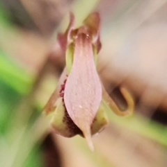 Chiloglottis reflexa at suppressed - suppressed