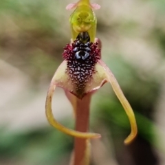 Chiloglottis reflexa at suppressed - suppressed