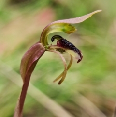 Chiloglottis reflexa at suppressed - suppressed