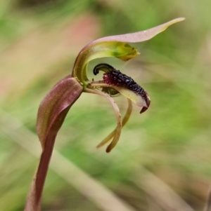 Chiloglottis reflexa at suppressed - suppressed