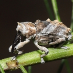 Orthorhinus klugii (Vine weevil) at ANBG - 7 May 2021 by TimL