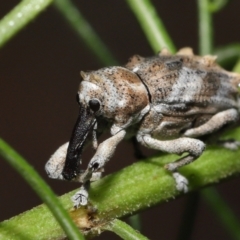 Orthorhinus klugii at Acton, ACT - 7 May 2021 01:18 PM