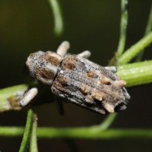 Orthorhinus klugii at Acton, ACT - 7 May 2021