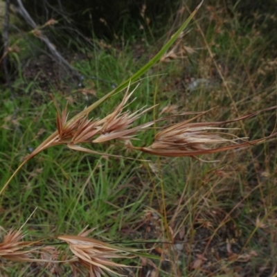 Themeda triandra (Kangaroo Grass) at Campbell, ACT - 4 Jan 2021 by JanetRussell