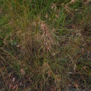 Themeda triandra at Campbell, ACT - 4 Jan 2021 10:47 AM