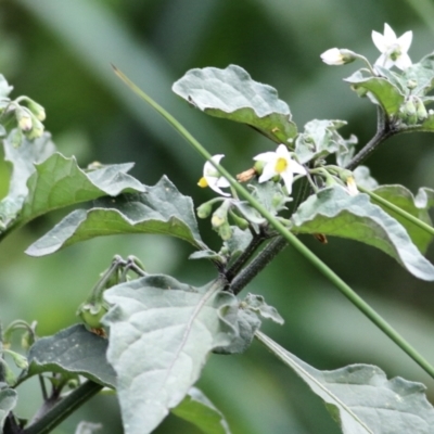 Solanum nigrum (Black Nightshade) at Ewart Brothers Reserve - 7 Mar 2021 by Kyliegw