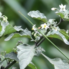 Solanum nigrum (Black Nightshade) at Wodonga, VIC - 7 Mar 2021 by Kyliegw