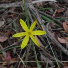 Tricoryne elatior (Yellow Rush Lily) at Mount Ainslie to Black Mountain - 3 Jan 2021 by JanetRussell