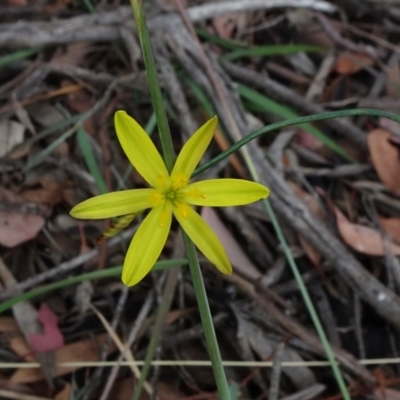 Tricoryne elatior (Yellow Rush Lily) at Mount Ainslie to Black Mountain - 3 Jan 2021 by JanetRussell