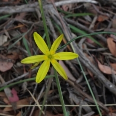 Tricoryne elatior (Yellow Rush Lily) at Campbell, ACT - 3 Jan 2021 by JanetRussell