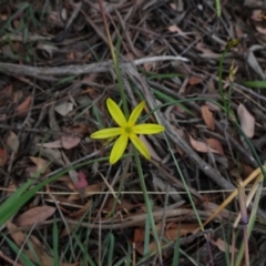 Tricoryne elatior at Campbell, ACT - 4 Jan 2021 10:50 AM