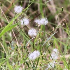 Senecio (genus) (A Fireweed) at West Wodonga, VIC - 8 Mar 2021 by KylieWaldon