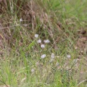 Senecio (genus) at West Wodonga, VIC - 8 Mar 2021 02:58 PM