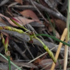 Tricoryne elatior (Yellow Rush Lily) at Mount Ainslie to Black Mountain - 4 Jan 2021 by JanetRussell