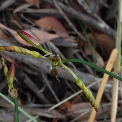 Tricoryne elatior (Yellow Rush Lily) at Campbell, ACT - 4 Jan 2021 by JanetRussell