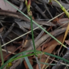 Tricoryne elatior at Campbell, ACT - 4 Jan 2021